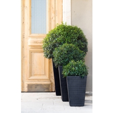 KETER Květináč Rattan Planter M - antracit