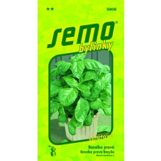 Bazalka pravá - Lettuce Leaf (salátová) 1g