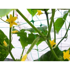 Síť pro pnoucí rostliny Plant Net 2x10m